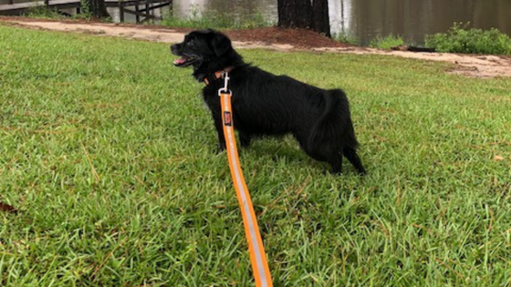 small black dog on leash standing in the grass