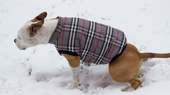 Dog in jacket peeing in the snow