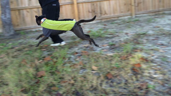 dog in jacket running in backyard
