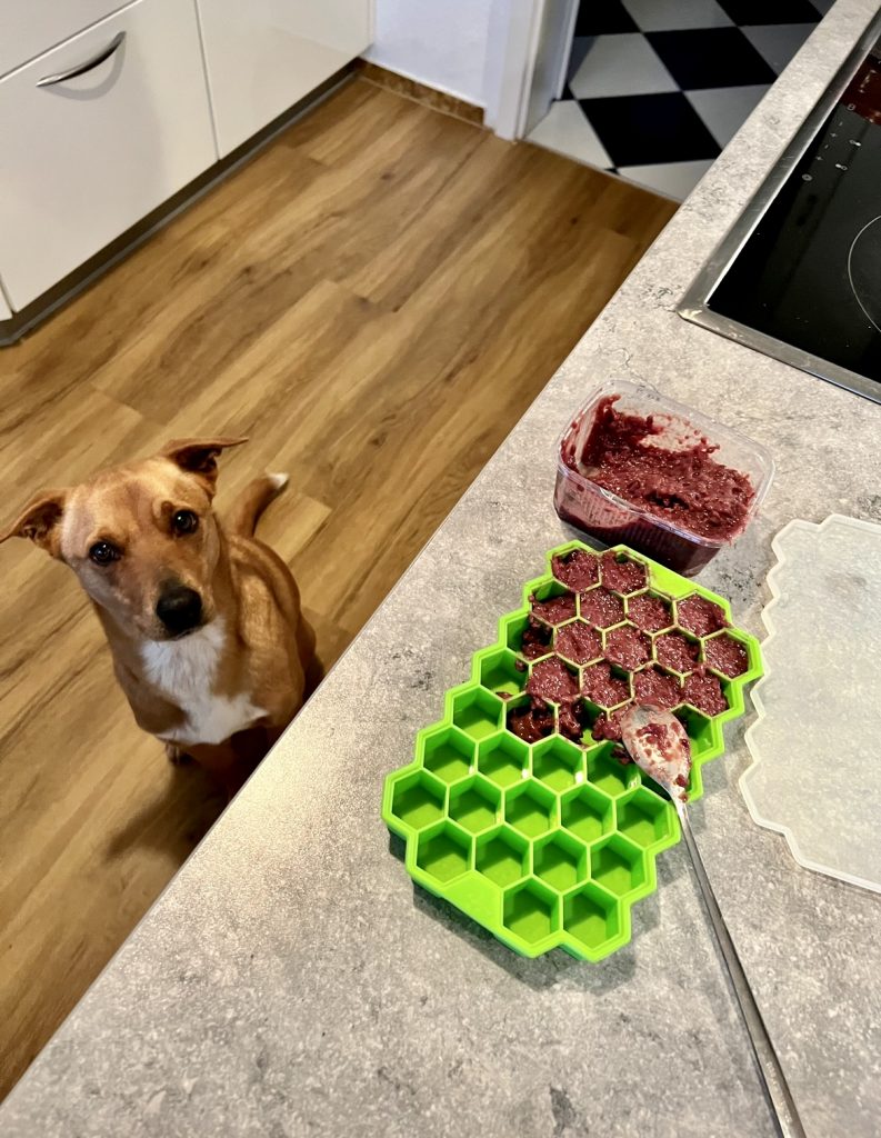 Filling an icecube tray with raw beef liver for frozen liver snacks - green ice cube tray while dog patiently watches.