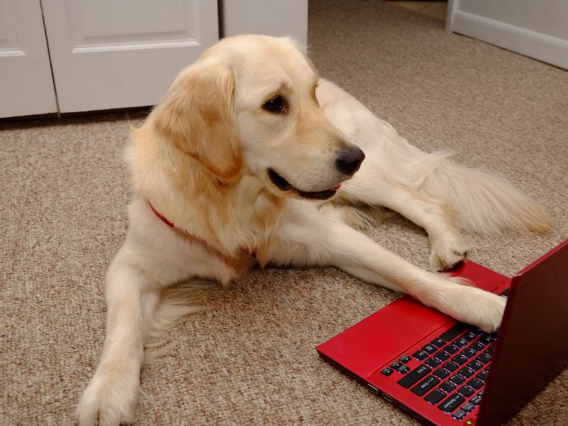 Golden Retriever calculating the amount of raw dog food on his computer.