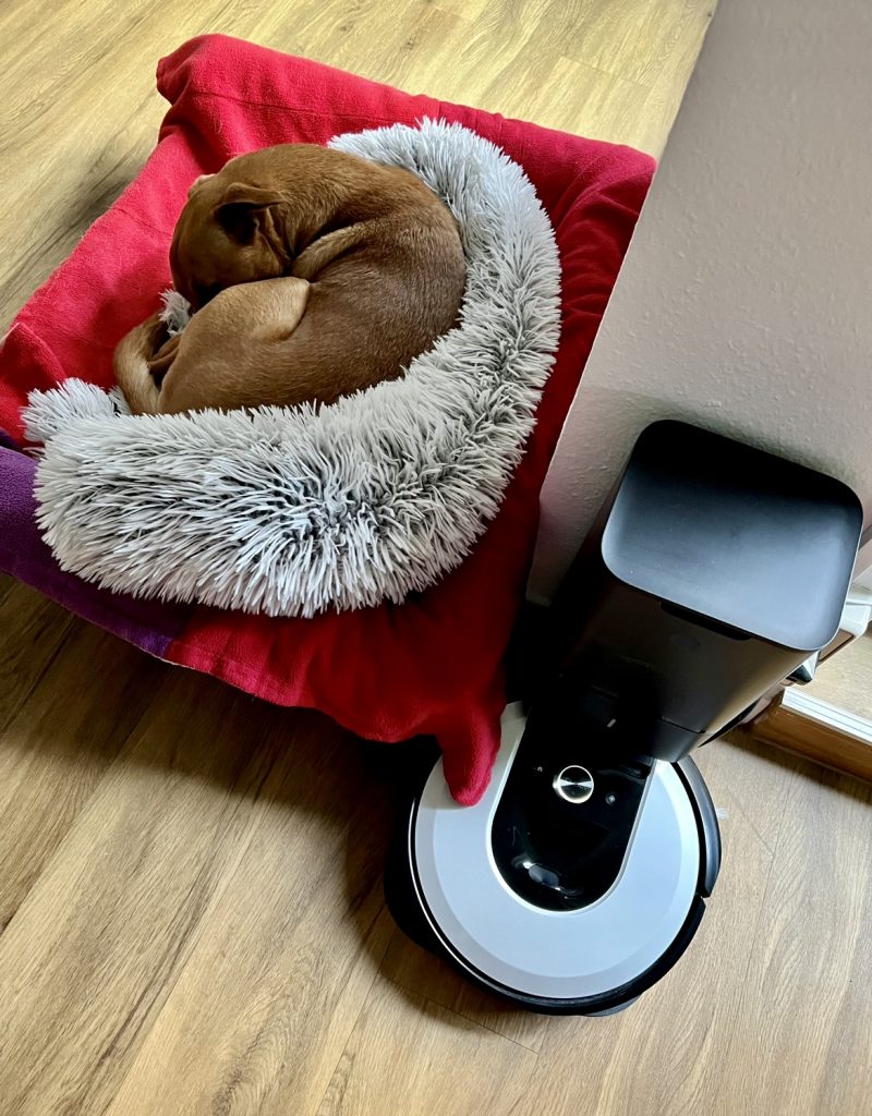 Dog curled up on doggy bed next to roomba.