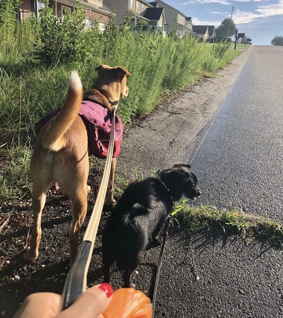 Walking my two dogs on leash on side of road.