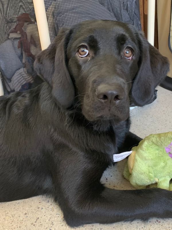 Black Lab puppy dog with her dragon toy.