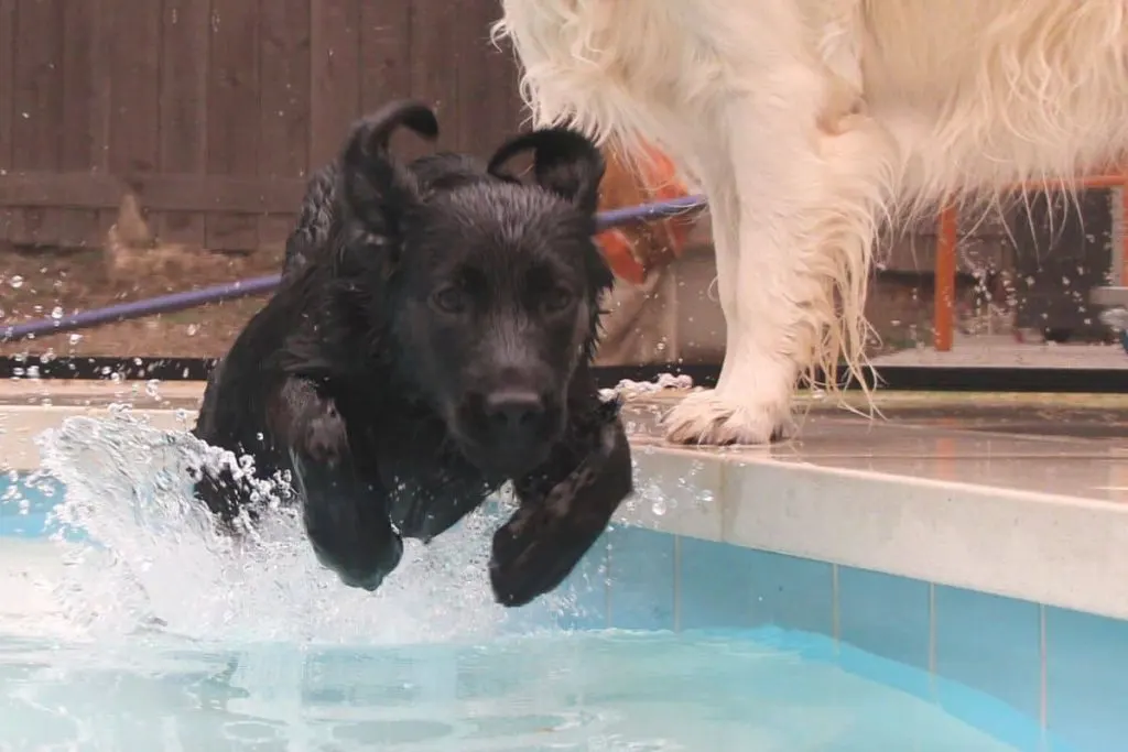 Black Lab Elsa getting some exercise in the swimming pool.