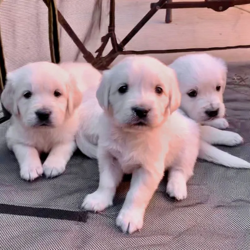 Three little Golden Retriever puppies.