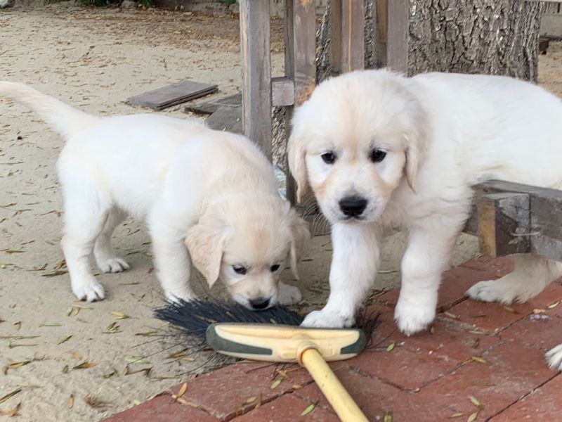 Second Socialization Period - Two Golden puppies exploring their environment.