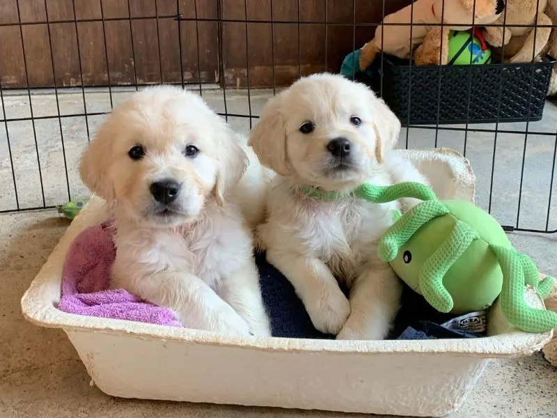 Socialization Period - Two Golden pups hanging out in the litter box.