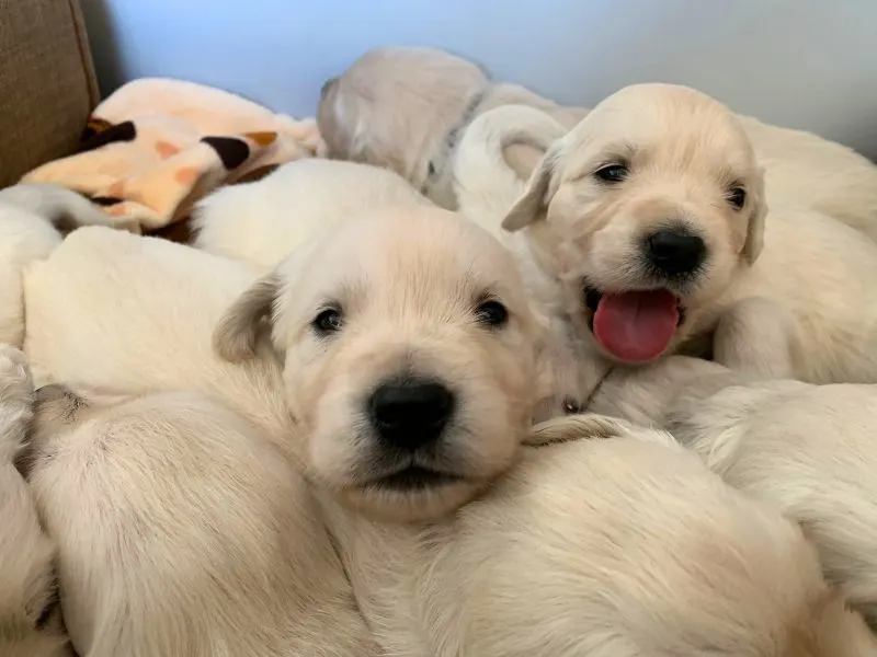 Transitional Period - Golden puppies eyes are wide open!
