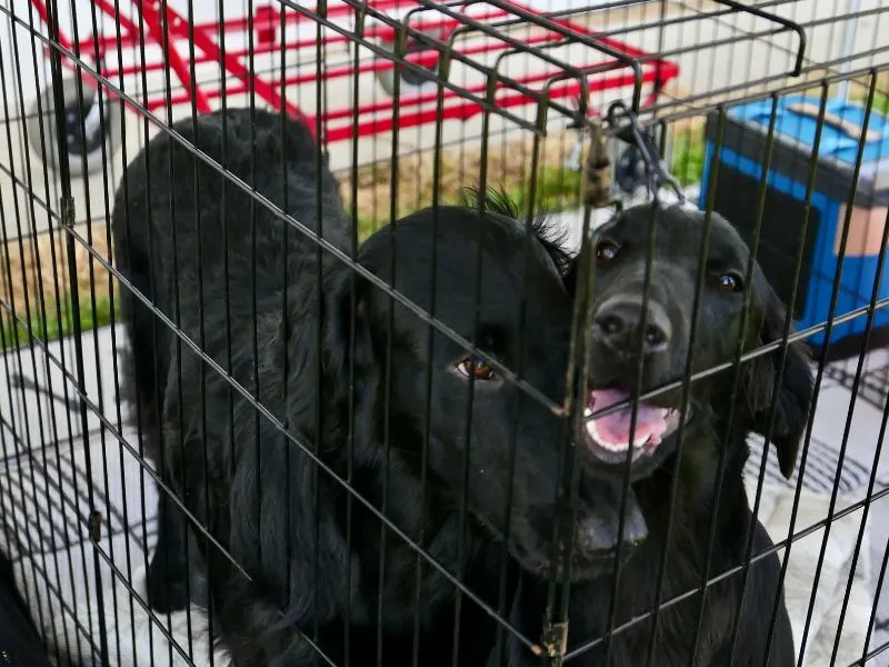 Dog adoption. Two black dogs in crate