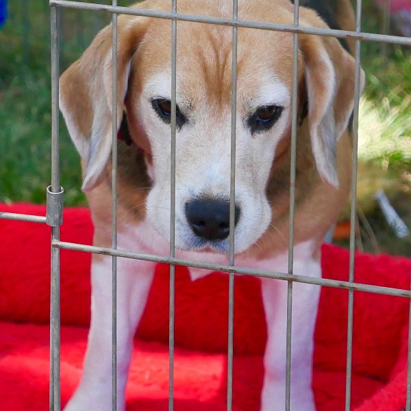 Beagle behind gate