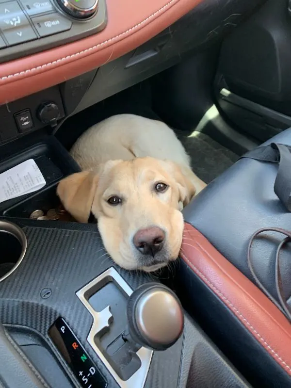 Yellow lab rests head on center console while lying on the floor