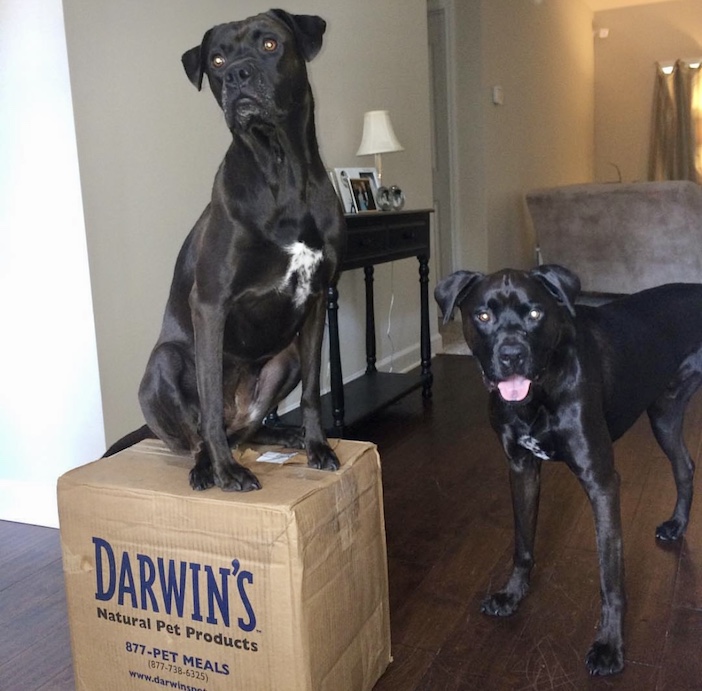 Missy (left on the box) and Buzz (right) with their Darwin’s delivery