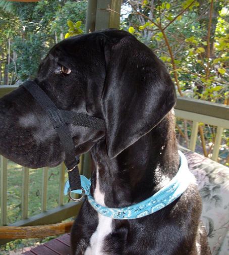 Dog wearing a Halti head collar