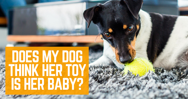 My dog thinks her toy is her baby