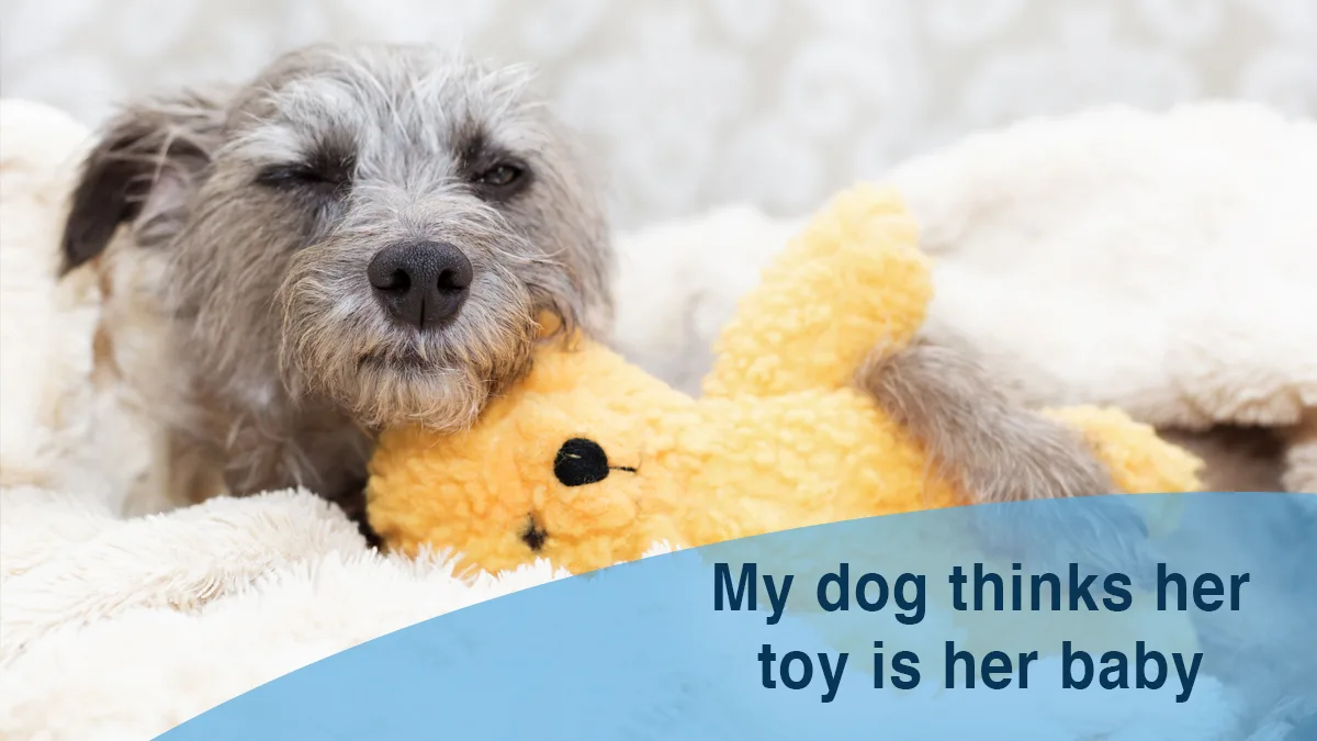 Dog thinks her toy is her baby