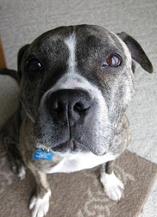15 things to consider before fostering a dog