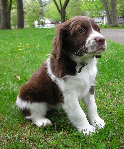 How far to walk a springer spaniel puppy