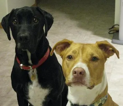 My dog Ace and his friend Sammi