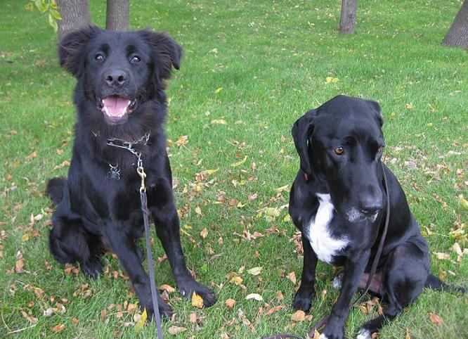 How to safely introduce two dogs