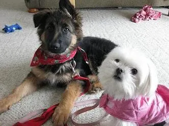 Karli the long haired German shepherd puppy and Maddie the Maltese dog in a pink dog coat