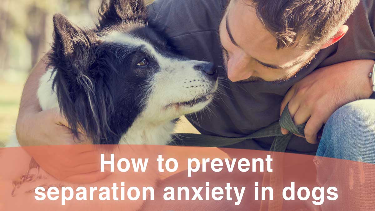 Prevent separation anxiety in dogs