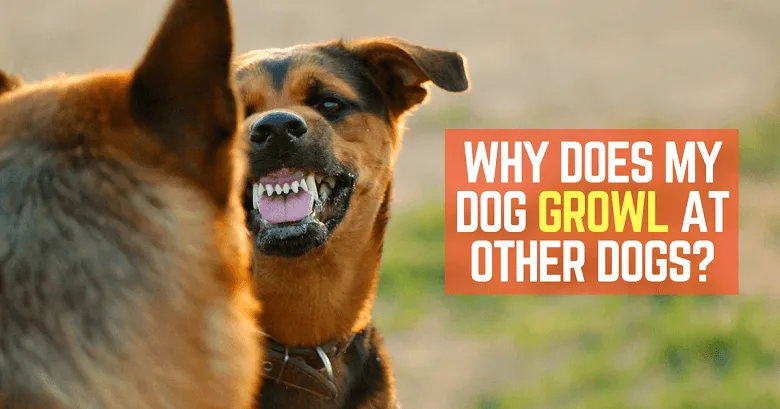 Dog growls at other dogs
