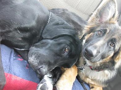 Lab mix and German shepherd - Will my dog get sick from eating raw meat?