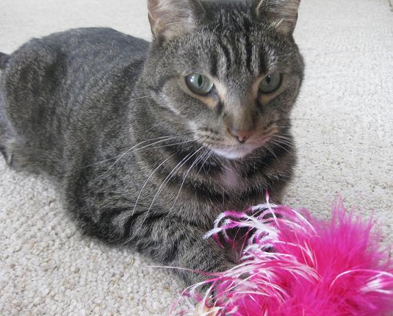 Best Diet for a Cat With Kidney Disease