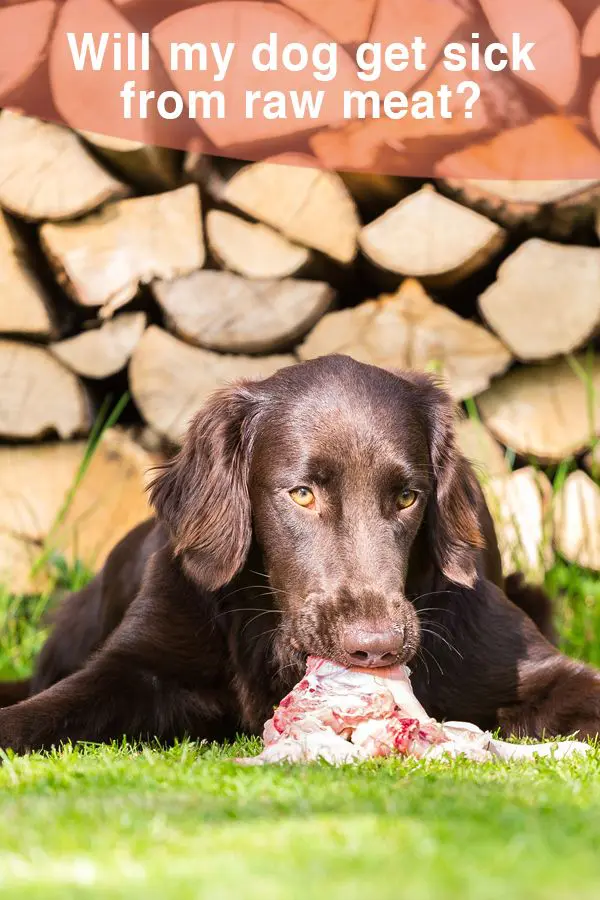 Will my dog get sick from raw meat?