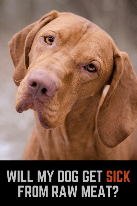 Vizsla picture: Will my dog get sick from raw hamburger?