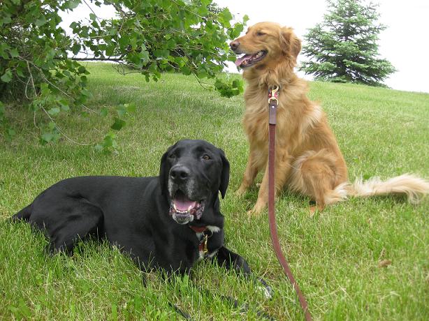 Ace and Buddy