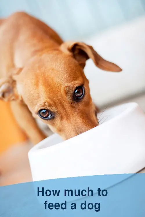 How much to feed a dog