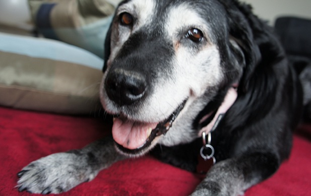 Senior foster dog Dora