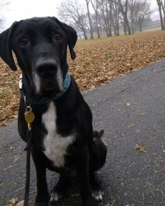 My black Lab mix Ace - Tips on how to stop dog from whining