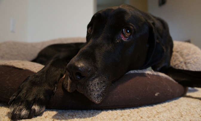 My dog Ace - Is dog daycare a good idea?