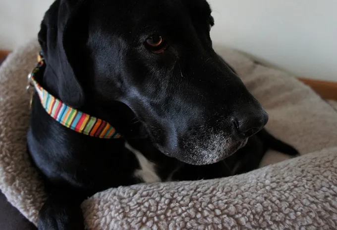 Teach a dog go to your bed