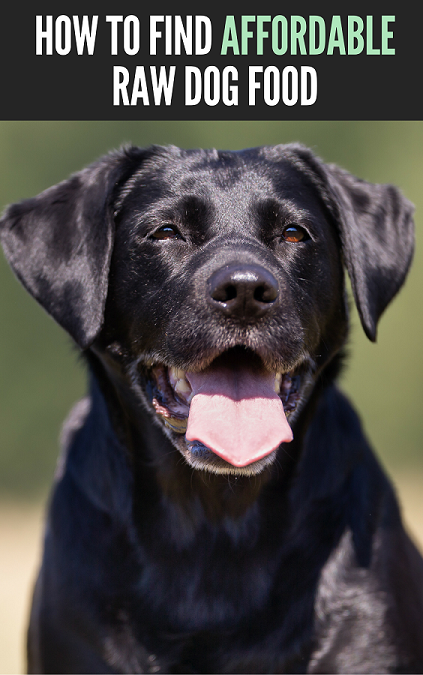 Affordable raw dog food options