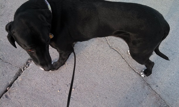 How to tell if your dog is overweight