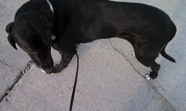 How to tell if your dog is overweight
