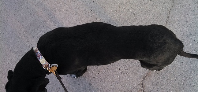 Does your dog have a waistline?