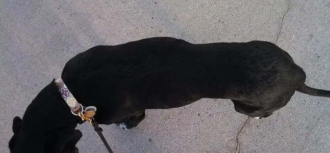 Does your dog have a waistline?
