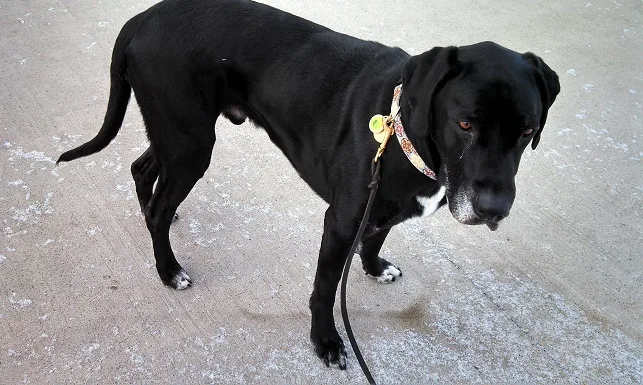 Does your dog have a waistline?