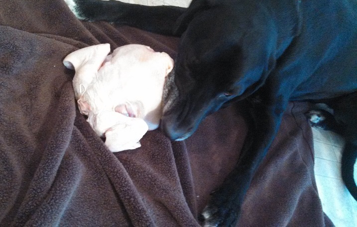 Dog eats whole raw chicken