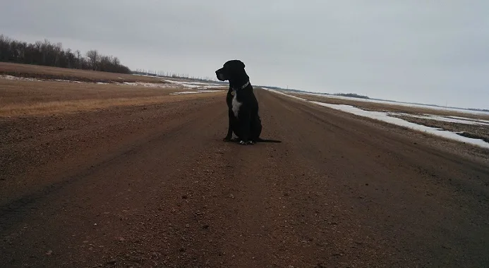 My mutt Ace! Ace the black lab mix walking on a dirt road in North Dakota.