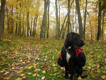 Black lab mix wearing a doggy backpack