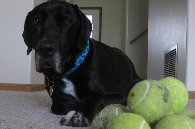 My mutt Ace practicing "leave it" instead of showing possessiveness