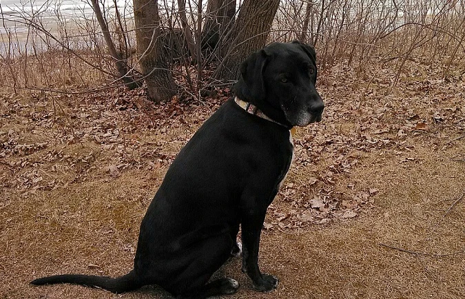 My mutt Ace, what to do when an off-leash dog charges you?