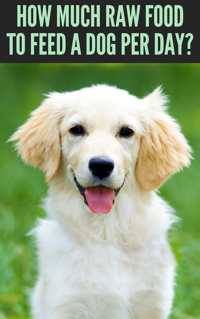 How much raw food to feed a dog per day?