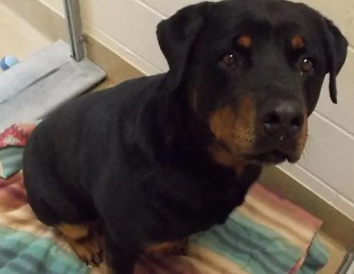 Rottweiler for adoption in Grand Forks, N.D. Should shelters require home visits?